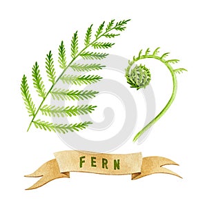 Fern watercolor illustration set. Forest wild green stem, sprout and banner. Natural plant hand drawn image. Isolated on white bac