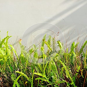 Fern Web Banner. Square Photo of green fern petals. Natural Background. Front Garden Decision. Plant Row