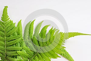 Fern on white background , green leaf and nature isolated