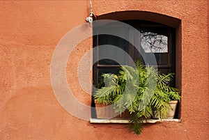 Fern on the window on the red wall
