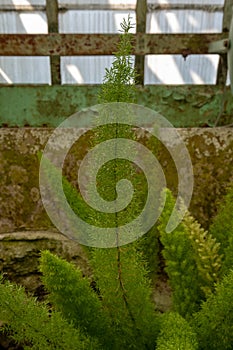 Fern in the Winter Garden, part of the Royal Greenhouses at Laeken, Brussels, Belgium.