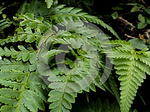 fern (rumohra adiantiformis) close up in the photo
