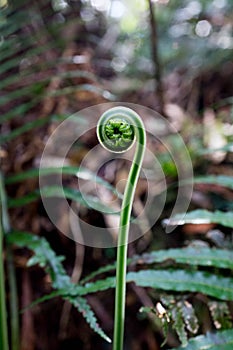 Fern young leaf