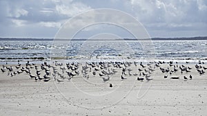 Fernandina Beach is occupied by wild birds, Florida, USA