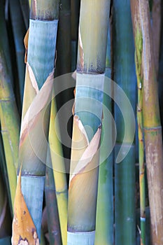 Fernleaf hedge bamboo