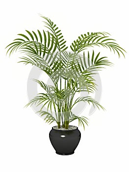 Fernleaf hedge bamboo,