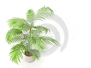 Fernleaf hedge bamboo,