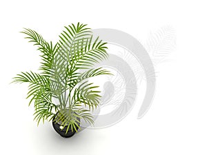 Fernleaf hedge bamboo,