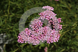 `Fernleaf Yarrow` flowers - Achillea Asplenifolia