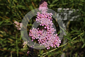 `Fernleaf Yarrow` flowers - Achillea Asplenifolia