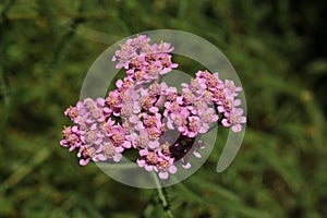 `Fernleaf Yarrow` flowers - Achillea Asplenifolia