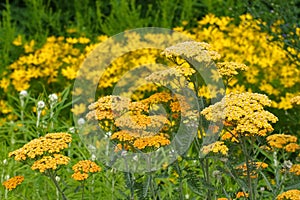 Fernleaf Yarrow in garden