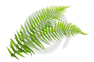 Ferns