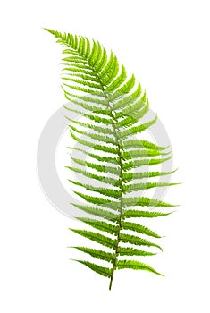 Ferns