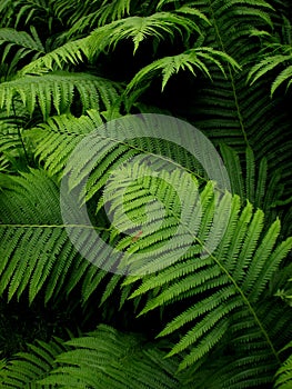 Ferns