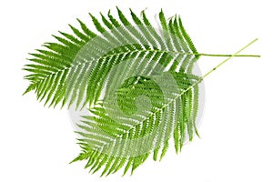 Ferns