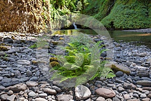 Ferns along Banks of Eagle Creek USA America