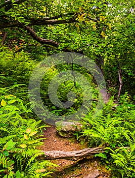 Ferns along a trail in a lush forest, in Baltimore County, Maryland.