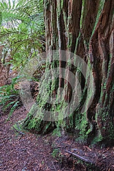 Ferns and ancient tree with rough, moss-covered bark in rainforest , New Zealand