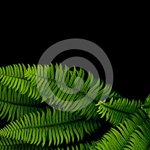 Ferns background