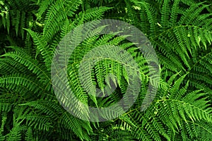 Ferns background