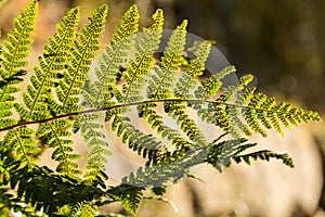 Ferns in backlight - close-up