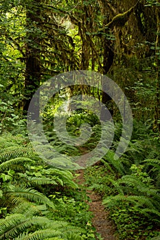 Ferns Begin To Take Over Trail Through Hoh Rainforest