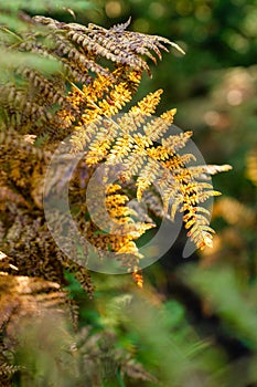 Ferns begin to turn into fall colors in Oregon forest