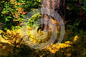 Ferns begin to turn into fall colors in Oregon forest