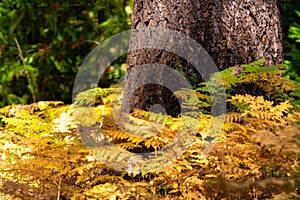 Ferns begin to turn into fall colors in Oregon forest