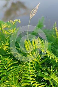 Ferns blanket background on a sunny day at the countryside of Vietnam
