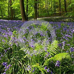 Ferns and bluebells in spring woods