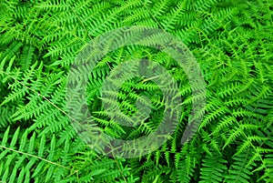 Ferns in butchart gardens