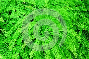 Ferns in butchart gardens