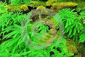 Ferns in butchart gardens