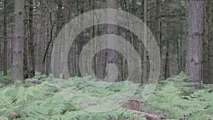 Ferns in Cannock chase forest,  UK