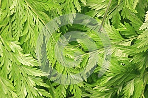 Ferns leaves green foliage tropical background. Rain forest