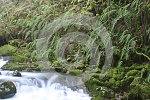 Ferns conservation in river photo