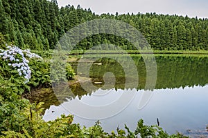 Ferns and cryptomerias reflected in CanÃ¡rio Lagoon, SÃ£o Miguel - Azores PORTUGAL photo