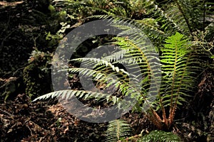 Ferns In The Darkness Of Relict Forest