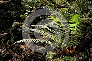 Ferns In The Darkness Of Relict Forest photo