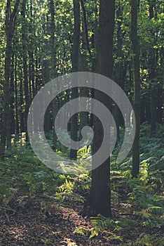 Ferns in deciduous forest.