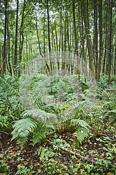 Ferns in dense primeval forest