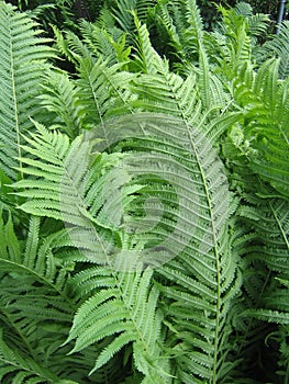 Ferns at dusk