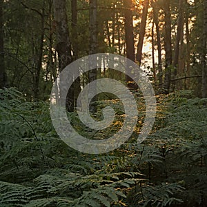 Ferns in the evening sunlight in Ermenonville forest, oise