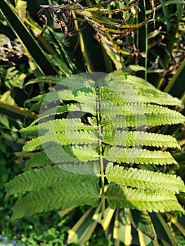 Ferns, ferns, or ferns are a group of plants with a true vascular system & x28;Tracheophyta& x29; photo