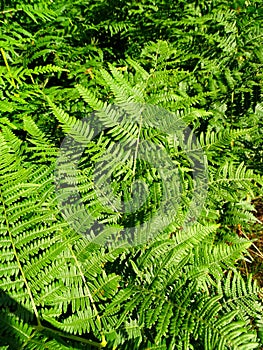Ferns or Filicophytes