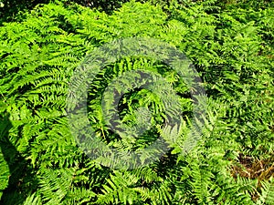 Ferns or Filicophytes
