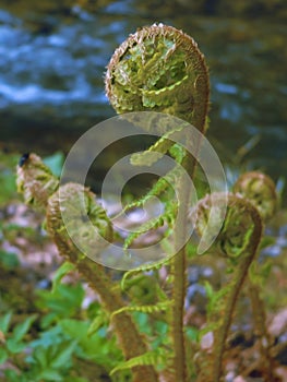 Ferns or Filicophytes or Filicophyta plant spiral leaves in the spring