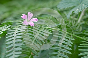 Ferns and flowers of the undergrowth